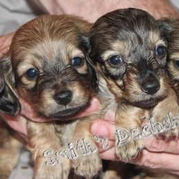Dachshunds from Smith's Dachshunds