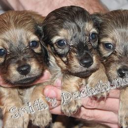Dachshunds from Smith's Dachshunds