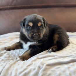 Drogon - Black tri male Miniature Australian Shepherd puppy in Cody, Wyoming from Quartz Creek Aussies