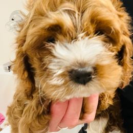 Cockapoo Puppies from Maple’s Cockapoo Puppies