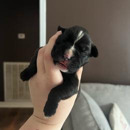 Raven - Brindle female Boxer puppy in Henderson, Tennessee from Vom Broadvalley