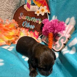 Black collar male - Red male Dachshund puppy in Pleasant Plains, Arkansas from JGBs Dachshunds