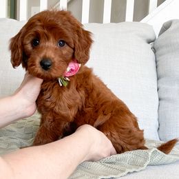 Bernedoodle and Cavapoo Puppies from Wonderful World Doodles
