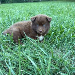 Boy 4 - Red and white male Siberian Husky puppy in Jonesborough, Tennessee from Dry Creek Siberians