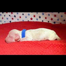MWM1 red or cream - Cream male Dachshund puppy in Carthage, Texas from Rafter C Ranch Doxies