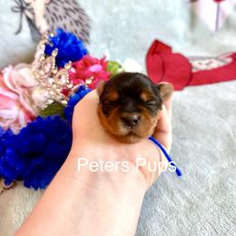 AKC Bruce - Black and gold male Yorkshire Terrier puppy in Hertford, North Carolina from Peters Pups Yorkshire Terriers