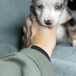 Billy - Blue merle male Toy Australian Shepherd puppy in Milton Freewater, Oregon from Sparkling Cross Toy & Mini Aussies