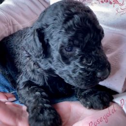 Poodle Puppies from Rosegold Poodles