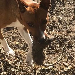 Rat Terriers from Rattle Creek Farm