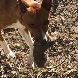 Rat Terriers from Rattle Creek Farm