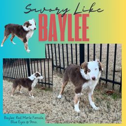 Baylee - (AKC Mini American Shepherd aka Mini Aussie) - Red merle female Miniature American Shepherd puppy in Alpharetta, Georgia from Soul Stone Kennels