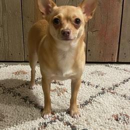 Juno - Fawn female Chihuahua puppy in Harlan, Iowa from Home Grown Chihuahuas From Iowa