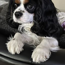 Roxy - Cavalier King Charles Spaniel