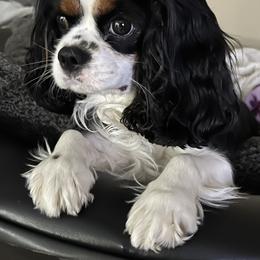 Roxy - Cavalier King Charles Spaniel