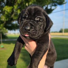 JANET Black brindle point - Black female Great Dane puppy in Port Clinton, Ohio from LakeSide Danes