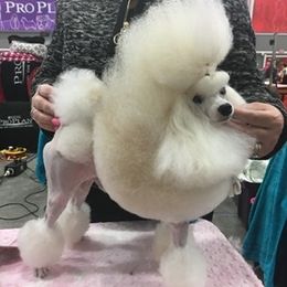 Koko - Poodle