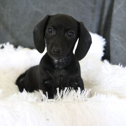 Dachshund and German Shepherd Puppies from Mountain Valley Kennel