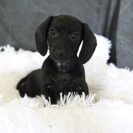 Dachshund and German Shepherd Puppies from Mountain Valley Kennel