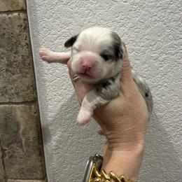 Boy 1 - Merle male Cavapoo puppy in Fayetteville, Arkansas from Silver Hill Farm