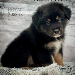 Australian Shepherd Puppies from Royal Aussie’s
