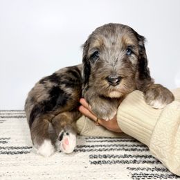 Thelonious - Blue merle male Bernedoodle puppy in Southwest Ranches, Florida from Dandy Doodle Ranch