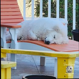 Great Pyrenees Puppies from Prospect Pyrenees