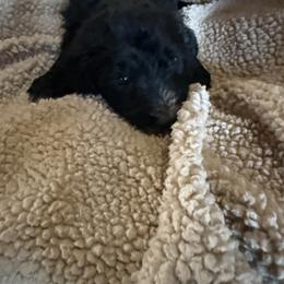 Boy 2 grey  collar - Black and white male Sheepadoodle puppy in Eleva, Wisconsin from Molly’s Doodles