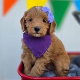 Penny - Apricot female Goldendoodle puppy in Payson, Utah from Missy Doodles