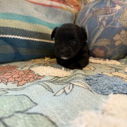 Female 4 - Black female Morkie puppy in Ludlow, Missouri from Countryside Doodles and Mohr
