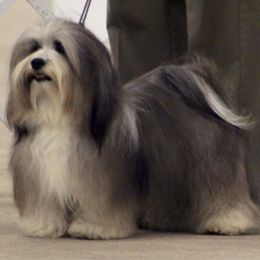 Golden Retrievers and Havanese from TeddyBear Goldens and Confetti Havanese