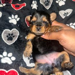 Sweetie Pie - Black and tan female Yorkipoo puppy in Gastonia, North Carolina from Dynasty Kennel