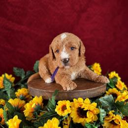 Dixie - Red female Labradoodle puppy in Elizabeth City, North Carolina from Howdy Doodles