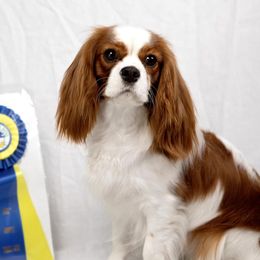 Cavalier King Charles Spaniels from Carels Cavaliers