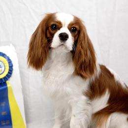 Cavalier King Charles Spaniels from Carels Cavaliers