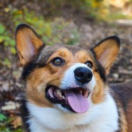 Royce - Pembroke Welsh Corgi