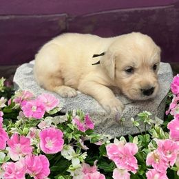 Brain - Light golden male Golden Retriever puppy in Terre Hill, Pennsylvania from Cloverleaf K9 Connections