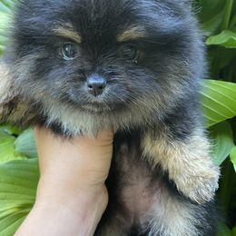 Pomeranians from Wonderland Pomeranians