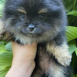 Pomeranians from Wonderland Pomeranians