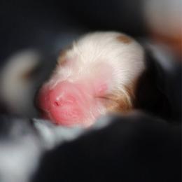 Sambuka - Blenheim male Cavalier King Charles Spaniel puppy in Wesley Chapel, Florida from Ohana Cavaliers