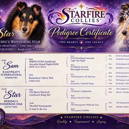 Collie puppies from Starfire Collies