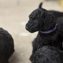 Purple Collar boy - Black male Poodle puppy in Saline, Michigan from Targa Poodles
