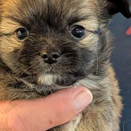 Little Buddy - White black and tan male Papillon puppy in Spokane Valley, Washington from D and T's Papillons