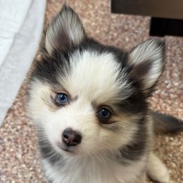 Little Lady - Wolf sable female Pomsky puppy in Magnolia, Texas from Solace Shelties and Pomskies