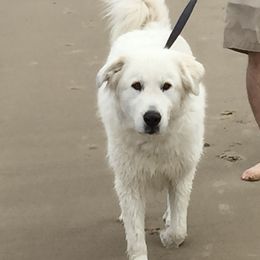 Great Pyrenees Puppies from Heritage Mountain Ranch