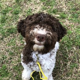 Sophie - Lagotto Romagnolo
