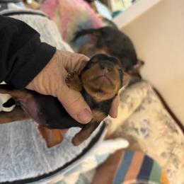 Girl one - Black and gold female Yorkshire Terrier puppy in Phoenix, Arizona from Coursey’s Yorkies