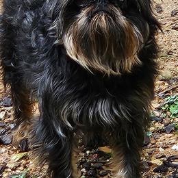 Griffonzie - Brussels Griffon
