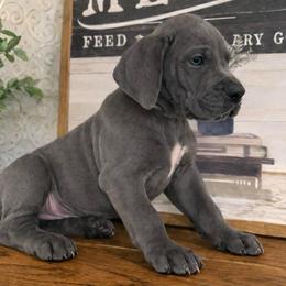 Sophia - Blue female Great Dane puppy in Carencro, Louisiana from Halsey Danes