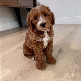 Copper - Apricot male Goldendoodle puppy in Madisonville, Kentucky from Carlie and Co. Goldendoodles