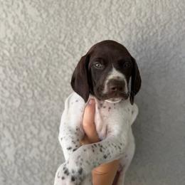 Blue Boy - Liver and white male German Shorthaired Pointer puppy in Roseville, California from Valley Pointers